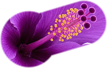 Una flor a la que le vas sacando los pétalos